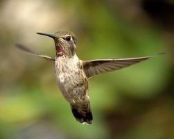colibrì in volo foto