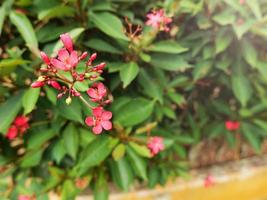 La jatropha piccante è una pianta della famiglia delle euforbiacee è un arbusto, piuttosto alto e rado. colore della corteccia, corteccia marrone, grigio. giovani rami rosso-marroni nella luce del mattino nel giardino, le api sciamavano foto