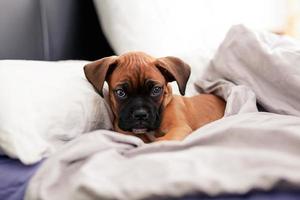 cucciolo di cane boxer foto