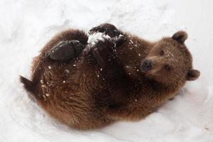 orso bruno in natura, che gioca con la neve foto