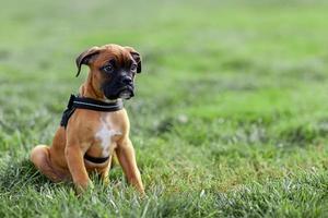 boxer cucciolo di cane che fa una passeggiata nel parco foto