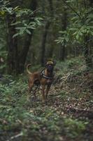 cane boxer nella natura, nel paesaggio, nella foresta e negli amici foto