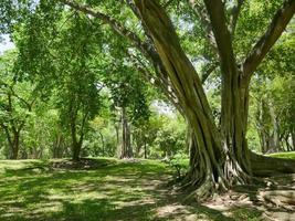 un grande albero con le radici che ricoprono il suolo, un grande albero nel giardino foto