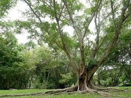 un grande albero con le radici che ricoprono il suolo, un grande albero nel giardino foto