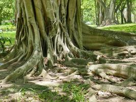 un grande albero con le radici che ricoprono il suolo, un grande albero nel giardino foto