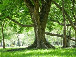 un grande albero con le radici che ricoprono il suolo, un grande albero nel giardino foto