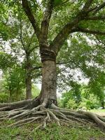 un grande albero con le radici che ricoprono il suolo, un grande albero nel giardino foto