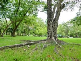 un grande albero con le radici che ricoprono il suolo, un grande albero nel giardino foto