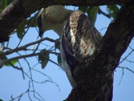 aquila di falco crestata (mutevole) giovanile appollaiata su un albero