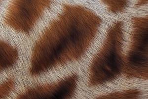 la consistenza della lana della vera pelle di giraffa, la trama della pelliccia. sfondo decorativo astratto foto