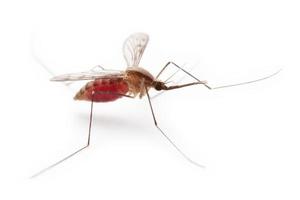 moscerino o insetto di zanzara foto