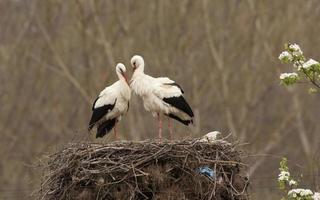 accoppia cicogne bianche nel nido