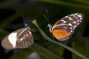 coppia di farfalle
