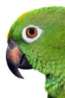 pappagallo amazzonico foto