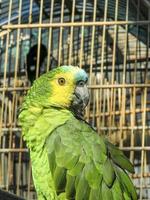 pappagallo verde