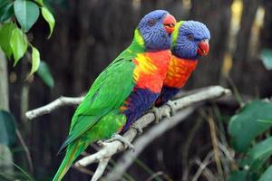 pappagalli colorati