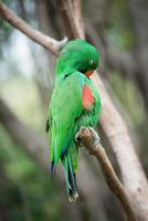 uccello pappagallo foto