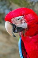 macaw rosso
