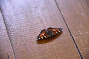 orticaria nymphalis urticae è una farfalla diurna della famiglia nymphalidae una specie del genere aglais foto