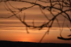 tramonto serale rosso e blu attraverso i rami degli alberi foto