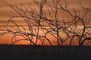 tramonto serale rosso e blu attraverso i rami degli alberi foto