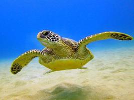 tartaruga di mare verde hawaiana