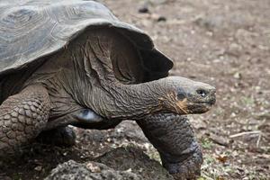 tartaruga delle Galapagos foto
