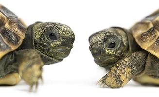 Close-up di due baby tartaruga di Hermann uno di fronte all'altro