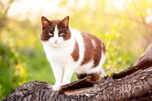 gatto bianco e nero su un albero al sole. gatto in primavera. foto