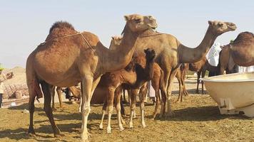 i cammelli si radunano nel deserto foto