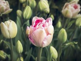 bel fiore di tulipano rosa e boccioli in un giardino