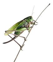 femmina verruca-biter, un cespuglio-cricket, decticus verrucivorus, sfondo bianco.