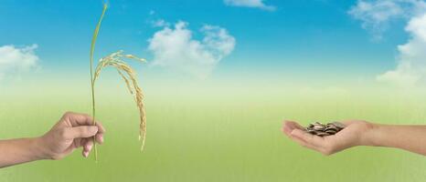 giornata mondiale dell'alimentazione. due mani umane che tengono spighe di riso e monete su sfondo sfocato del cielo blu. concetto di scambio. foto