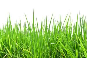campo di riso verde isolato su sfondo bianco. foto