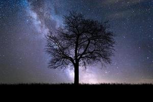 silhouette alberi nel prato con una bella luce naturale. da usare come sfondo foto