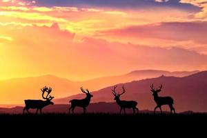 sagome di cervi in un bel prato chiaro. concetto di fauna selvatica in natura foto