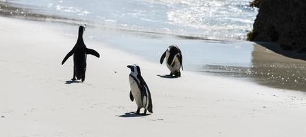 pinguini africani sulla spiaggia di massi