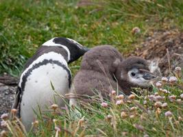 pinguino di Magellano madre e figli (tierra del fuego)