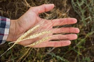 grano dorato sulla mano degli agricoltori da vicino, lavoratore sui campi estivi foto