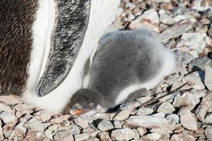 pinguino gentoo bambino sotto la madre. Antartide foto