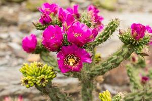 piante grasse in un habitat naturale, cactus nel deserto all'aperto foto