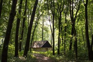 vecchia casa di legno nella foresta estiva, architettura vintage ucraina foto