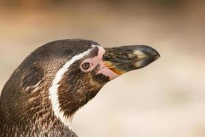 pinguino di Humboldt