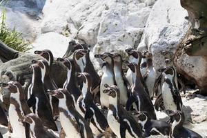 gruppo di pinguini in piedi sulle rocce foto
