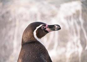 faccia di profilo del pinguino di Humboldt foto