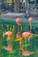 fenicotteri rosa nel lago stagno in resort di lusso in messico. foto