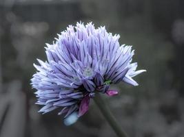 fiore di erba cipollina allium schoenoprasum foto