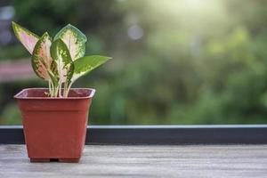 fiori in vaso su tavola di legno, sfondo sfocato e natura foto