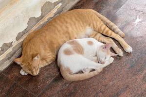 madre e gattino sdraiati uno vicino all'altro. foto