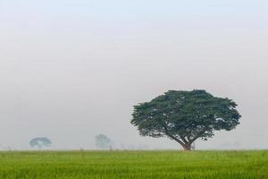 grandi alberi nelle risaie e nella nebbia. foto